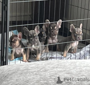 Zdjęcie №1. buldog francuski - na sprzedaż w Bazylea | 1674zł | Zapowiedź №172062