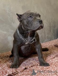 Zdjęcie №1. american bully - na sprzedaż w Belgrad | negocjowane | Zapowiedź №108285