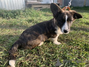 Dodatkowe zdjęcia: Szczenięta Cardigan Welsh Corgi