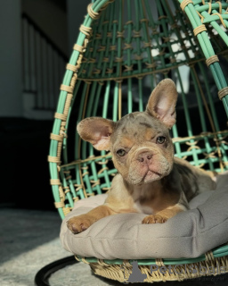 Zdjęcie №1. buldog francuski - na sprzedaż w Monachium | 3588zł | Zapowiedź №150636