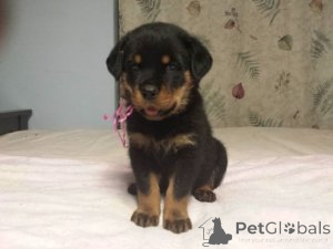 Zdjęcie №1. rottweiler - na sprzedaż w Amsterdam | Bezpłatny | Zapowiedź №154177