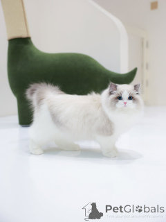 Zdjęcie №4. Sprzedam ragdoll w Friborg. prywatne ogłoszenie - cena - negocjowane