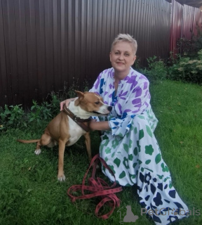 Zdjęcie №3. Pies Helga szuka rodziny. W dobrych rękach.. Federacja Rosyjska