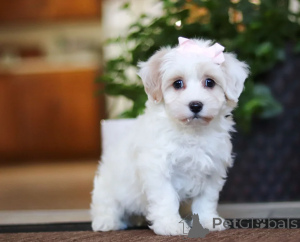 Zdjęcie №1. maltipu - na sprzedaż w Dubai | negocjowane | Zapowiedź №158659