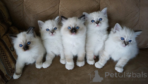 Zdjęcie №1. ragdoll - na sprzedaż w Wolvesnewton | 2688zł | Zapowiedź № 174801