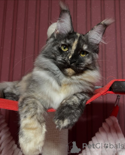 Zdjęcie №1. maine coon - na sprzedaż w Alta | negocjowane | Zapowiedź № 155322