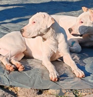 Zdjęcie №4. Sprzedam dog argentyński w Aleksinac. prywatne ogłoszenie - cena - negocjowane