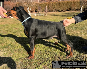 Zdjęcie №3. Doberman. Serbia