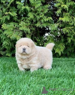 Zdjęcie №3. Chow-Chow-Welpen. Niemcy