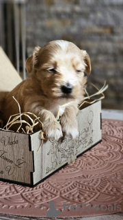 Zdjęcie №4. Sprzedam hawańczyk w Zrenjanin. hodowca - cena - negocjowane