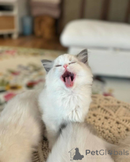 Zdjęcie №3. Ten kotek Ragdoll to w zasadzie żywa pluszowa zabawka. Niemcy