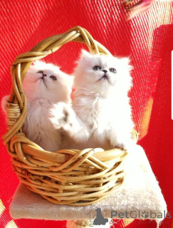 Zdjęcie №1. perskie - na sprzedaż w Kemnitz | 1674zł | Zapowiedź № 148369