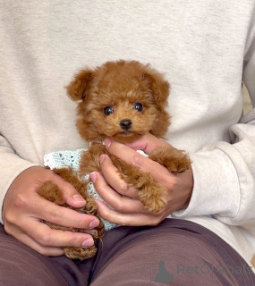 Zdjęcie №1. pudel (zabawka) - na sprzedaż w Lipsk | negocjowane | Zapowiedź №163989