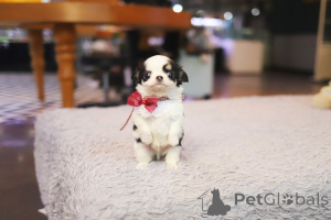 Zdjęcie №3. Dom rodzinny Dean Janet Kay do adopcji i zmiany domu. USA