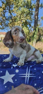 Zdjęcie №4. Sprzedam jamnik w Bachka-Palanka.  - cena - negocjowane