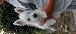 Zdjęcie №3. Jestem prawdziwym , wesołym chłopakiem i szukam kochającego nowego domu. Polska