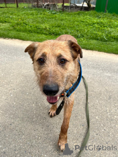 Zdjęcie №2 do zapowiedźy № 136159 na sprzedaż  pies nierasowy - wkupić się Federacja Rosyjska prywatne ogłoszenie