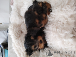 Zdjęcie №2 do zapowiedźy № 173373 na sprzedaż  yorkshire terrier - wkupić się Izrael prywatne ogłoszenie