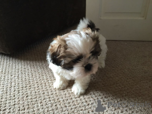 Zdjęcie №1. shih tzu - na sprzedaż w Alajärvi | negocjowane | Zapowiedź №168274