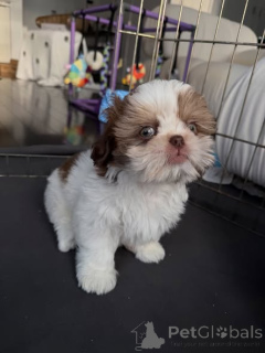 Zdjęcie №1. shih tzu - na sprzedaż w Warszawa | negocjowane | Zapowiedź №163145