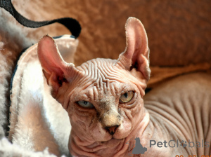 Zdjęcie №2 do zapowiedźy № 146284 na sprzedaż  bambino - wkupić się Polska prywatne ogłoszenie