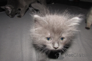 Zdjęcie №3. Ragdolls na sprzedaż. USA