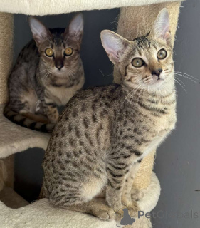 Zdjęcie №3. Kociak Savannah do adopcji. Francja