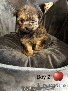 Zdjęcie №3. Wspaniały miot Chorkie. USA