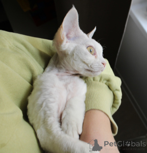 Zdjęcie №3. Cudowny bialy Devon Rex kotek. Polska