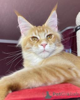 Zdjęcie №2 do zapowiedźy № 135409 na sprzedaż  maine coon - wkupić się Niemcy prywatne ogłoszenie