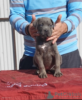 Zdjęcie №3. Cane corso. Serbia