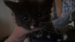 Zdjęcie №1. ragdoll - na sprzedaż w Vienna | negocjowane | Zapowiedź № 139329