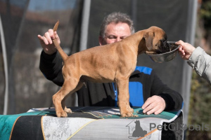 Zdjęcie №4. Sprzedam bokser w Vilovo. hodowca - cena - negocjowane