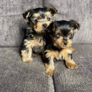Zdjęcie №1. yorkshire terrier - na sprzedaż w Frankfurt | negocjowane | Zapowiedź №154047