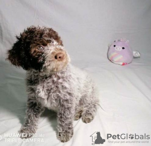 Zdjęcie №4. Sprzedam lagotto romagnolo w Kragujevac.  - cena - negocjowane