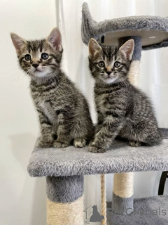 Zdjęcie №1. kot europejski krótkowłosy - na sprzedaż w Båstad | negocjowane | Zapowiedź № 161096