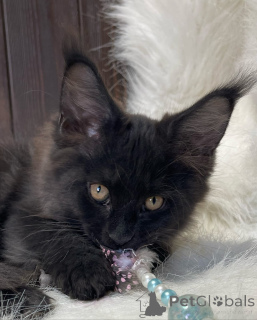 Zdjęcie №3. Maine coony. Wielka Brytania