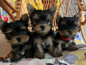 Zdjęcie №3. Sprzedam szczenięta rasy Yorkshire Terrier. Holandia