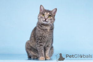 Zdjęcie №2 do zapowiedźy № 164500 na sprzedaż   - wkupić się Federacja Rosyjska ze schronu