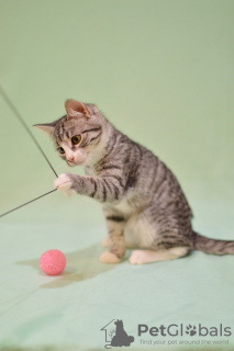 Zdjęcie №4. Sprzedam  w Москва. ze schronu - cena - Bezpłatny