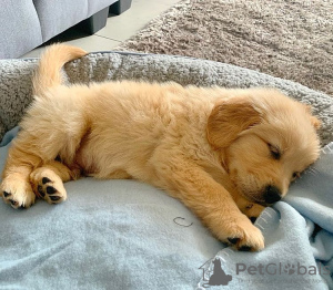 Zdjęcie №1. golden retriever - na sprzedaż w Differdange | 1466zł | Zapowiedź №120968