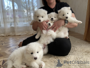 Zdjęcie №4. Sprzedam samojed (rasa psa) w Odessa. prywatne ogłoszenie, hodowca - cena - 2093zł