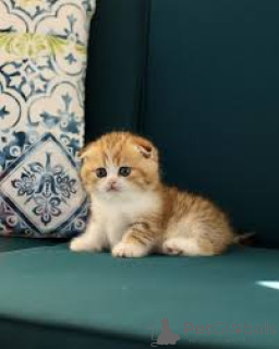 Zdjęcie №3. Munchkin-Kätzchen abzugeben. Szwajcaria