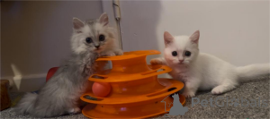 Zdjęcie №1. munchkin - na sprzedaż w Beilngries | 1674zł | Zapowiedź № 152932