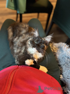 Zdjęcie №2 do zapowiedźy № 138036 na sprzedaż  maine coon - wkupić się Hiszpania prywatne ogłoszenie