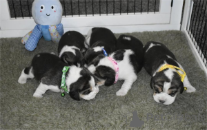 Zdjęcie №2 do zapowiedźy № 153455 na sprzedaż  beagle (rasa psa) - wkupić się Niemcy 