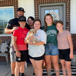 Zdjęcie №3. Urocze mini złote szczenięta do adopcji. Niemcy