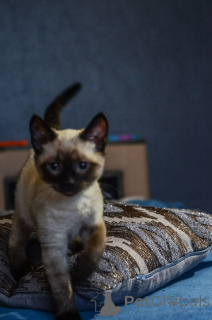 Zdjęcie №4. Sprzedam kot syjamski w Торонто. prywatne ogłoszenie - cena - 5067zł