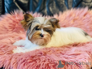 Zdjęcie №3. Piękna suczka York Merle Bluberry Biewer z niebieskim okiem.. Polska