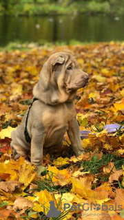 Zdjęcie №2 do zapowiedźy № 13374 na sprzedaż  shar pei - wkupić się Federacja Rosyjska prywatne ogłoszenie